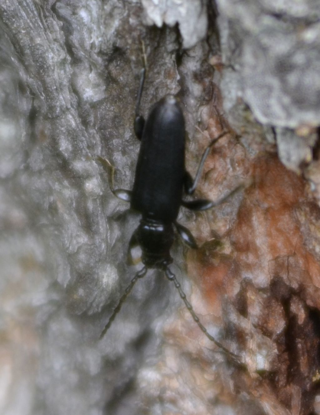 Callidium coriaceum e Tetropium castaneum, Cerambycidae